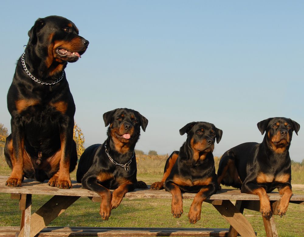 Infertility in Male Dogs